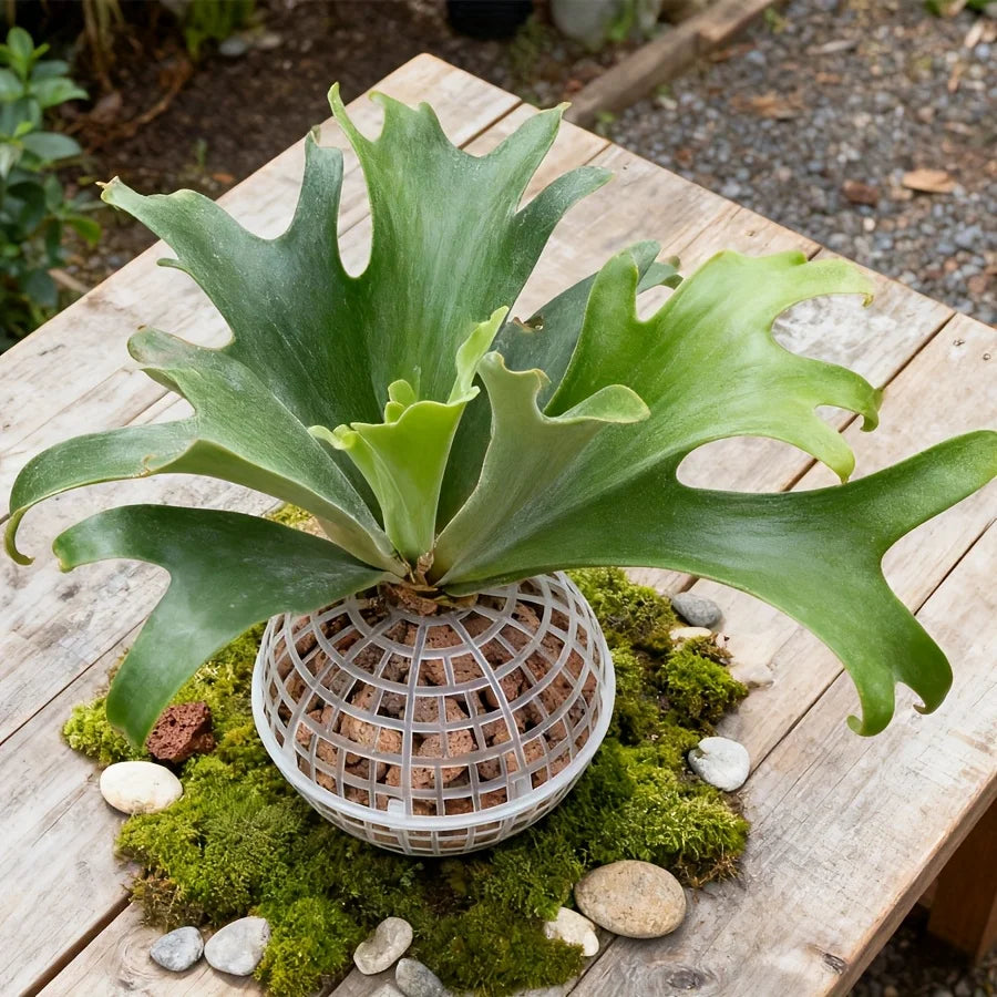 Wall-Mounted Moss Flowerpot Set for Succulents & Orchids