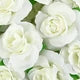 50/100PCS Cream Silk Rose Heads – Wedding, DIY & Craft Decor