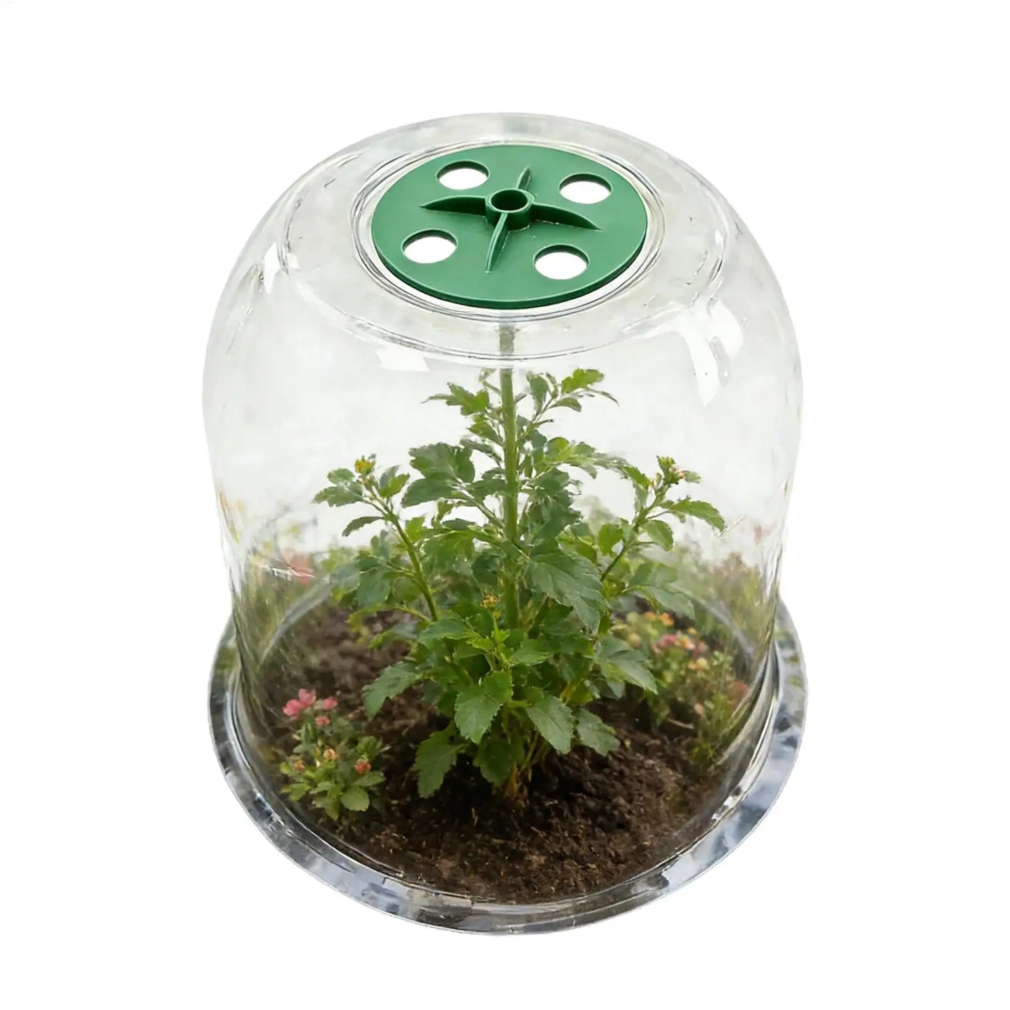 Plant Bell Cloche Cover – Frost & Cold Protection for Seedlings