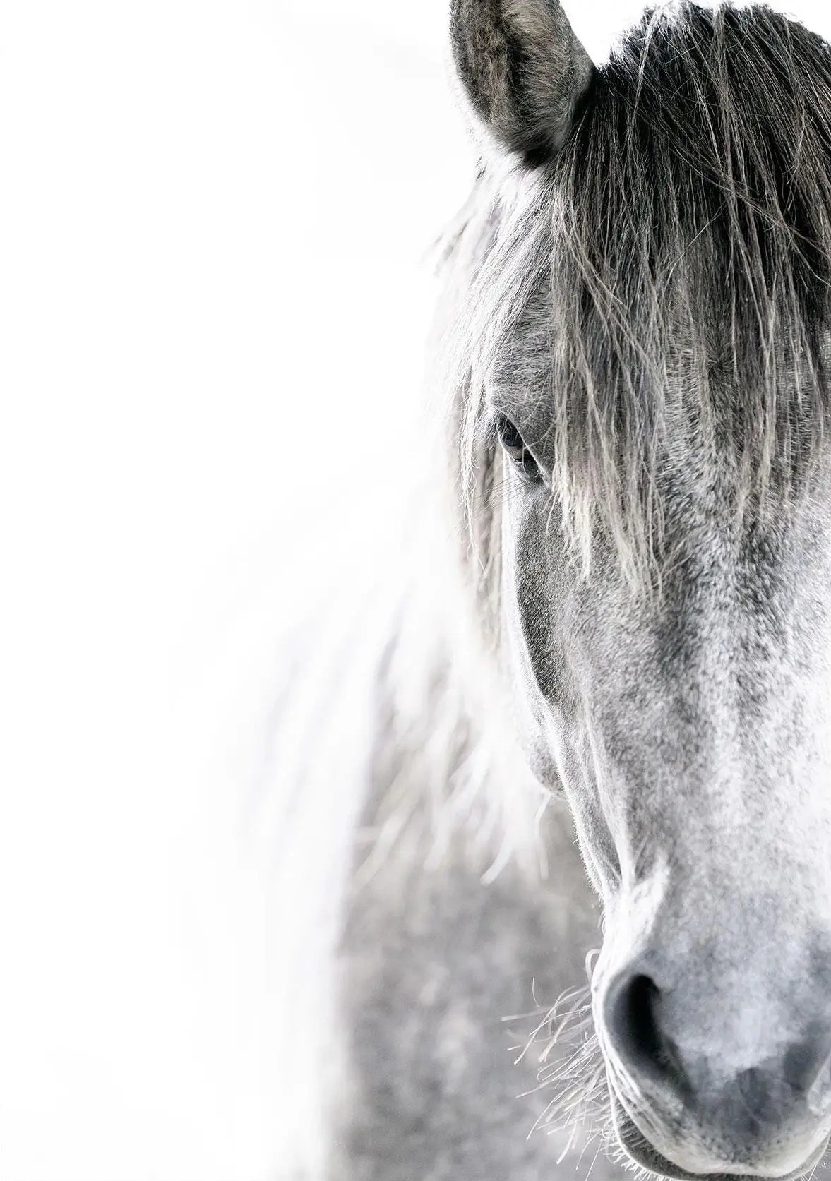 Black and White Horse Portrait Poster Print Canvas Painting Horses Running Animal Wall Picture for Farmhouse Room Home Decor Peaceful Pleasures Health and Wellness