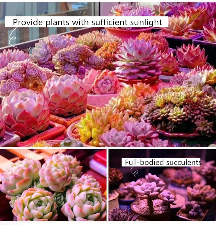 Full Spectrum LED Grow Light for Indoor Plants & Succulents