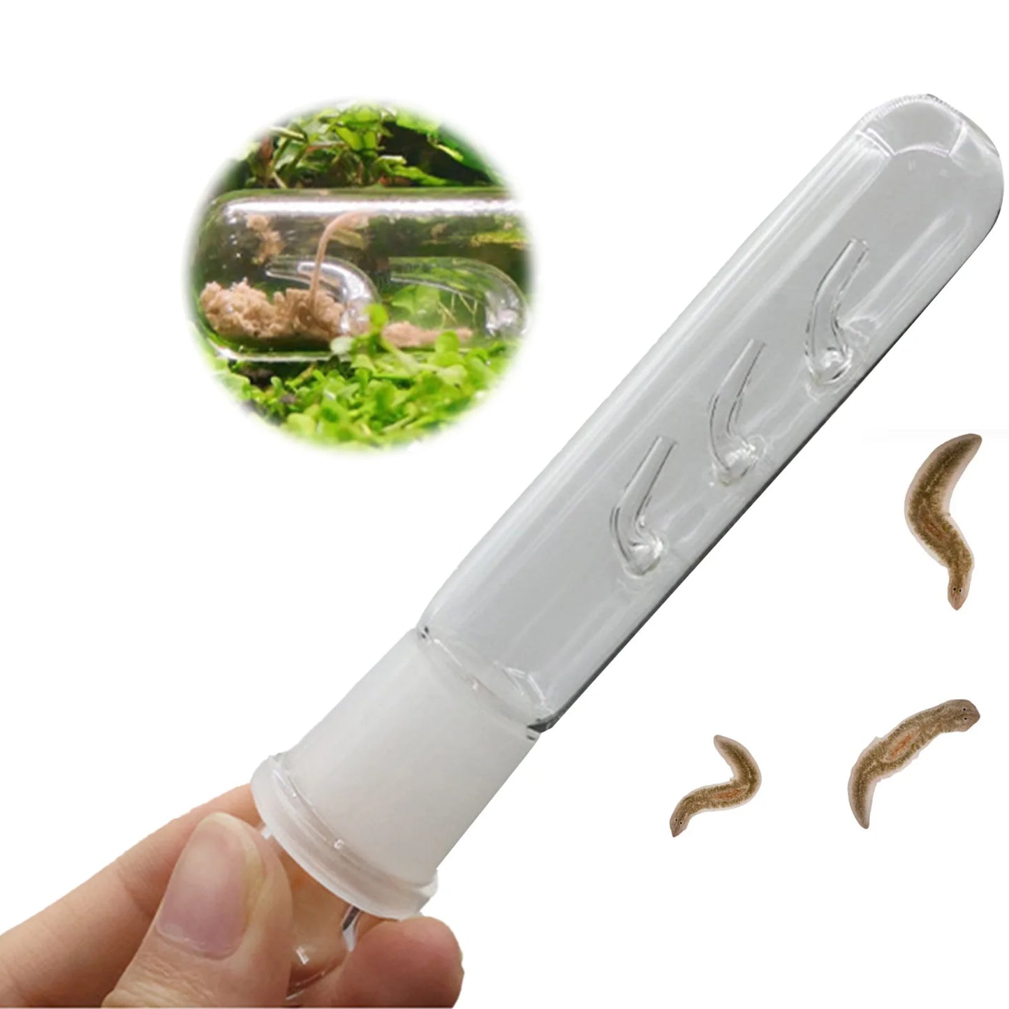 3 Holes Glass Planarian Trap Aquarium Bristle Worm Catcher Snail Trap Reduce Planaria Population In Fish Tank Peaceful Pleasures Health and Wellness