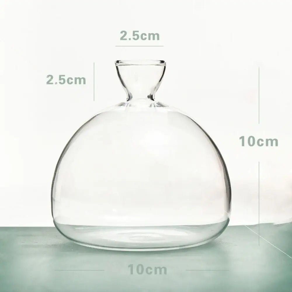 Avocado Seed Starter Glass Vase Growing Kit | Gift for Gardeners