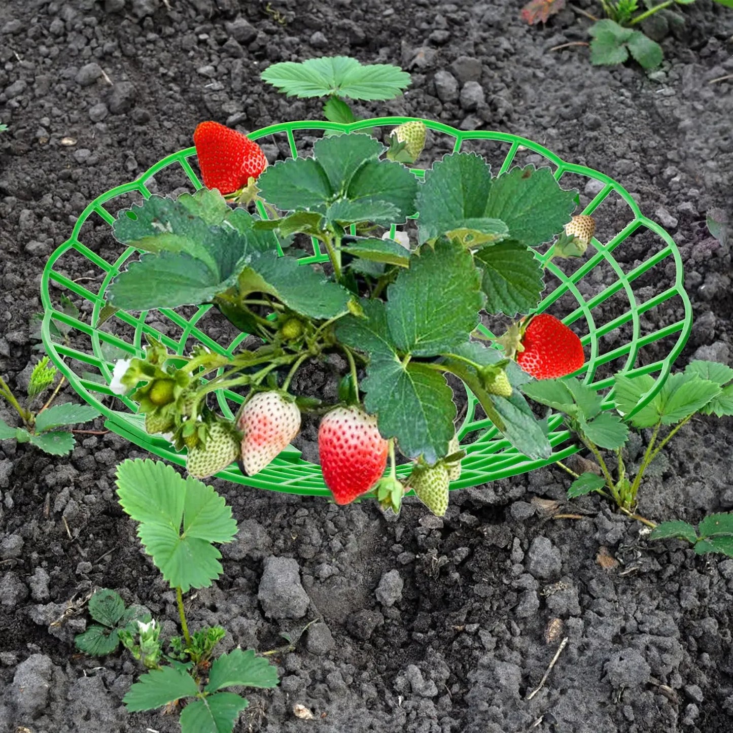 10PCS Vegetable Growing Rack Garden Tools Strawberry Supports With 3 Sturdy Support Feet Keeping Plant Fruit Stand Peaceful Pleasures Health and Wellness