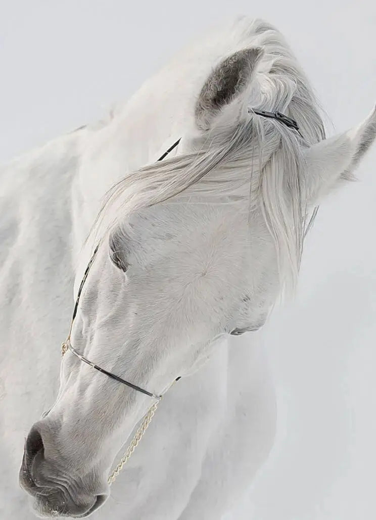 Black and White Horse Portrait Poster Print Canvas Painting Horses Running Animal Wall Picture for Farmhouse Room Home Decor Peaceful Pleasures Health and Wellness 10 40x60cm Unframed