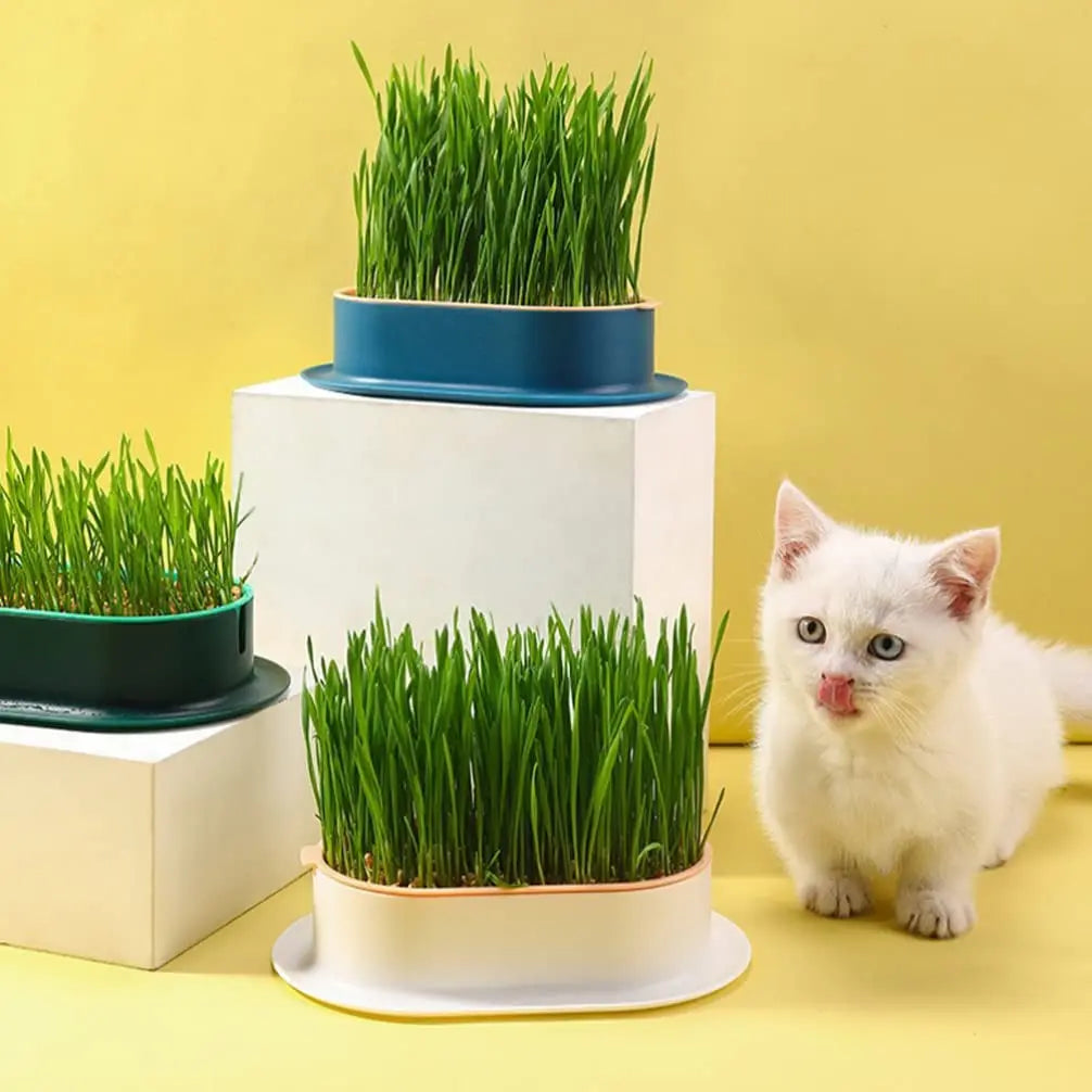 New Pet cat sprout Dish Growing Pot Hydroponic Plant cat Grass Germination Digestion starter Dish Greenhouse Grow Box Peaceful Pleasures Health and Wellness