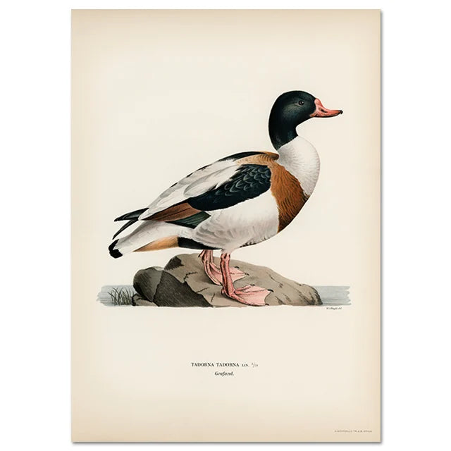 Retro Birds Poster and Print Vertebrate Canvas Painting Cormorant Bird Wall Picture Realism Art Mural Home Decor for Living Room Peaceful Pleasures Health and Wellness A11 40X50CM