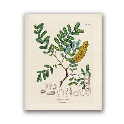 Botanical Studies Vintage Posters and Prints Antique French Plant Illustrations Canvas Painting Botany Wall Art Pictures Deco Peaceful Pleasures Health and Wellness PH5495 20x30cm Unframed