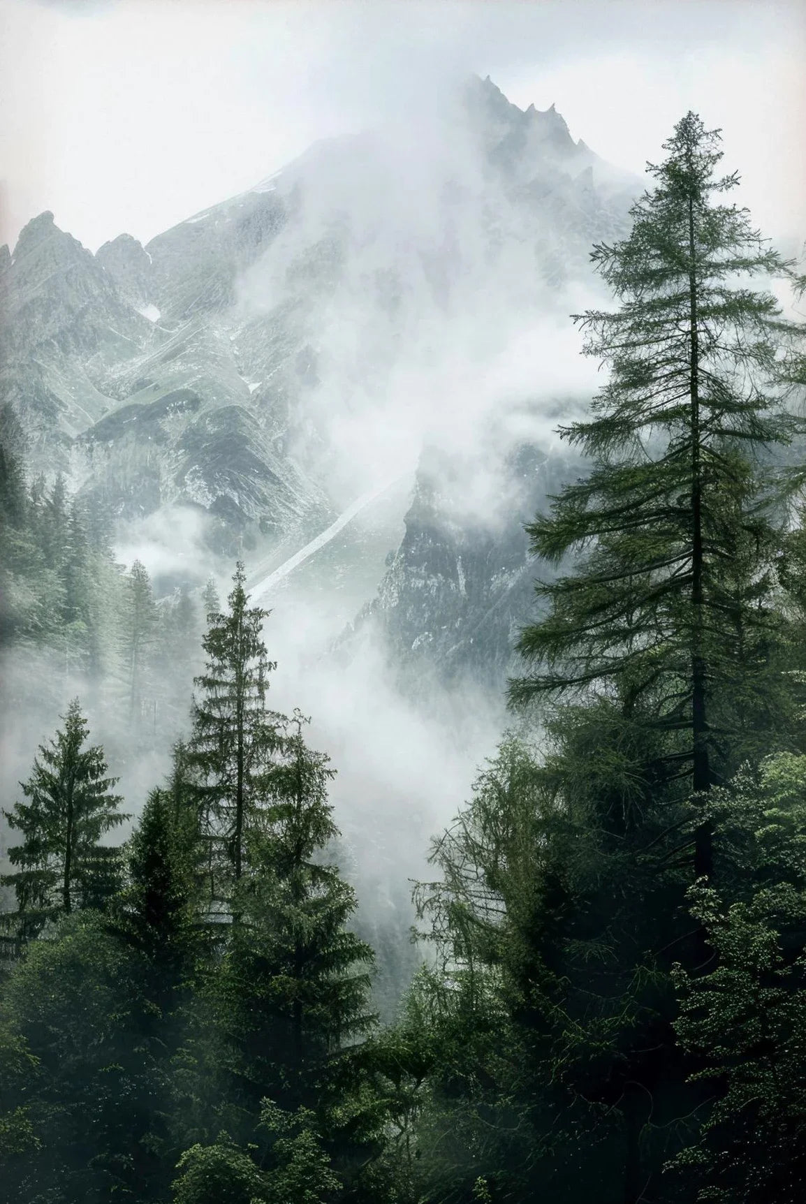 Foggy Green Forest Mountain Canvas Wall Art | Landscape Print