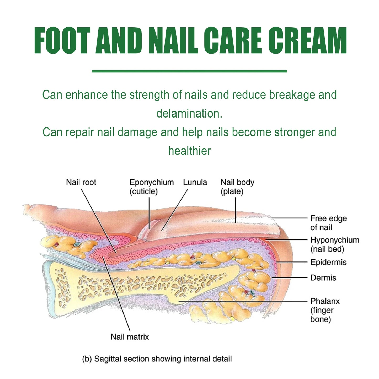 Nail Cuticle Care Cream – Moisturizer for Dry Feet & Brittle Nails