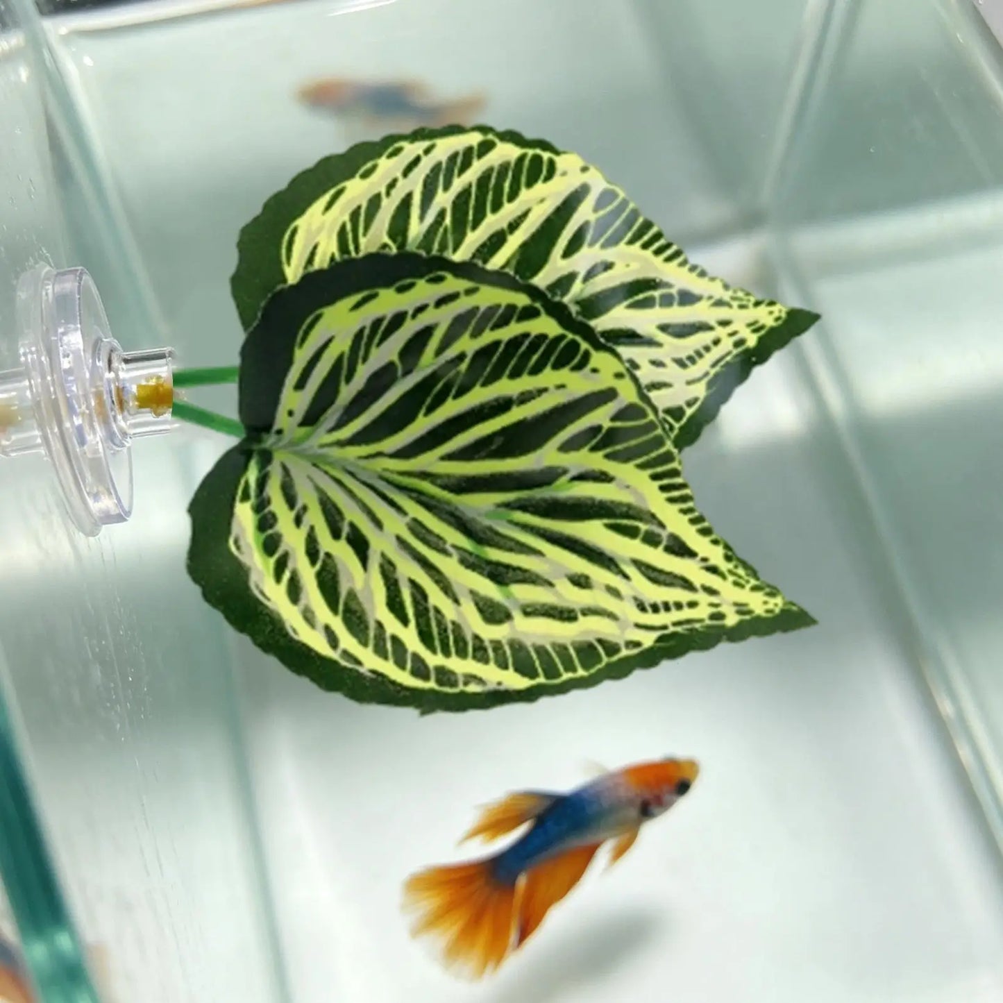 Betta Fish Leaf Hammock – Resting Bed & Aquarium Decor