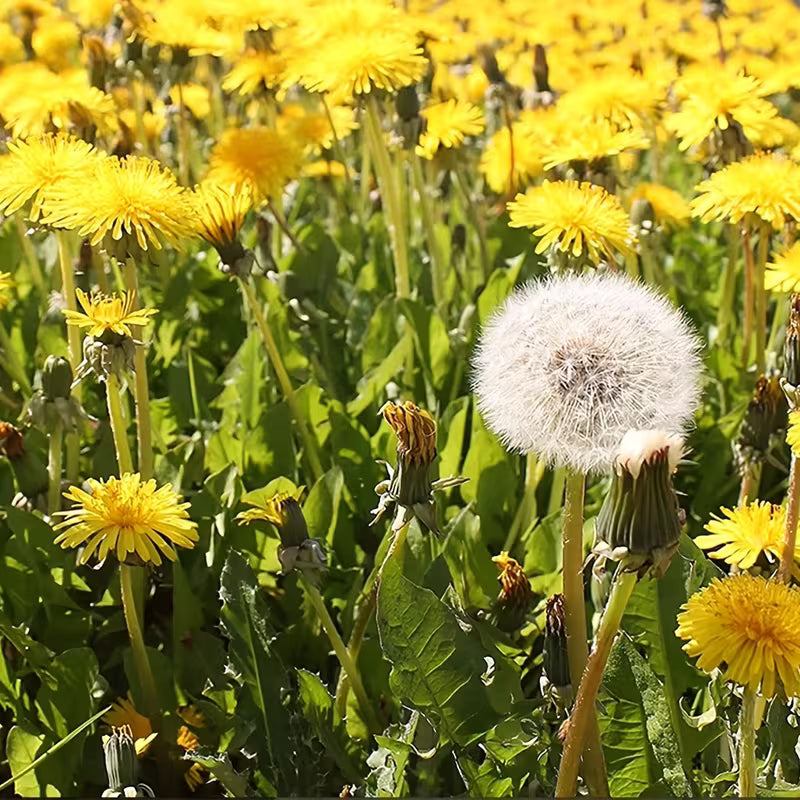 Field of yellow flowers with a prominent white dandelion puff.