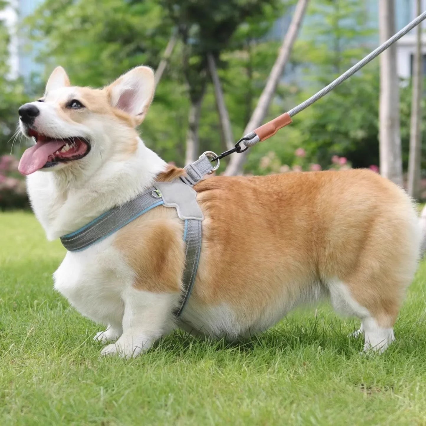Reflective No-Pull Vest Dog Harness | Small & Medium Breeds