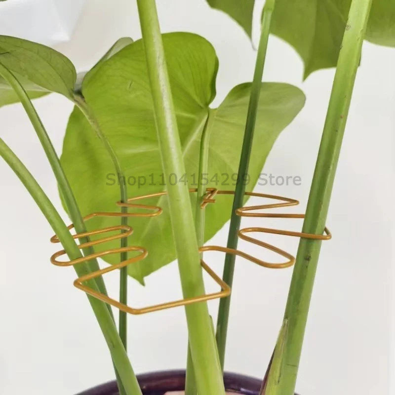 Large Monstera Plant Support Frame – Stem Climbing Stabilizer