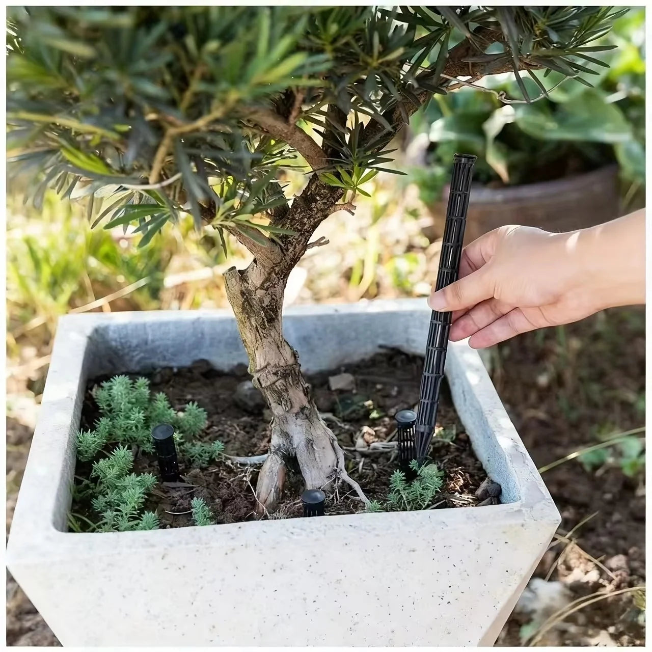 Plant Aeration Tubes for Pots – Prevent Root Rot (10/20 Pcs)