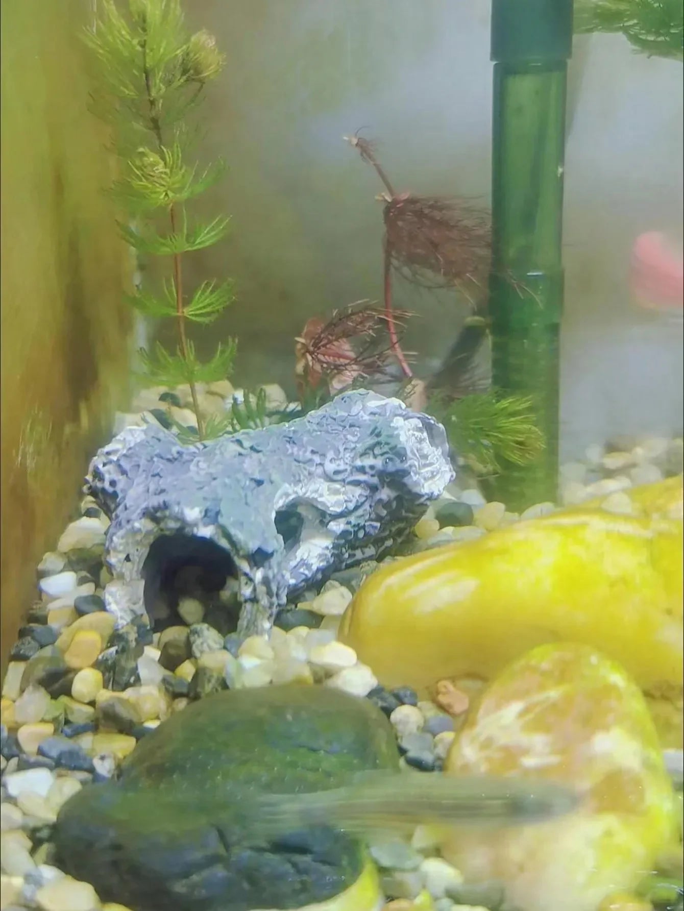 Tree Branch Aquarium Decoration | Fish & Shrimp Hiding House