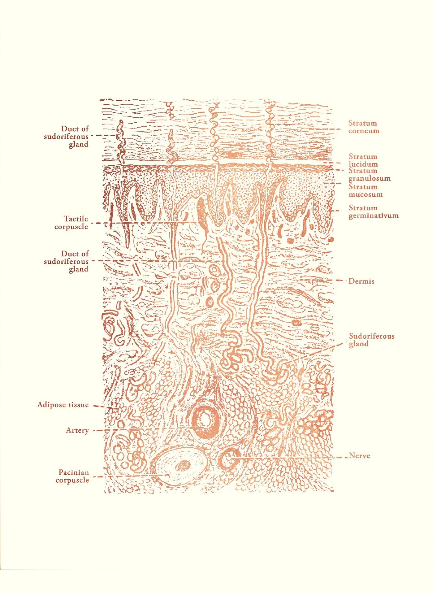 Skin Anatomy Canvas Wall Art | Esthetician & Spa Poster
