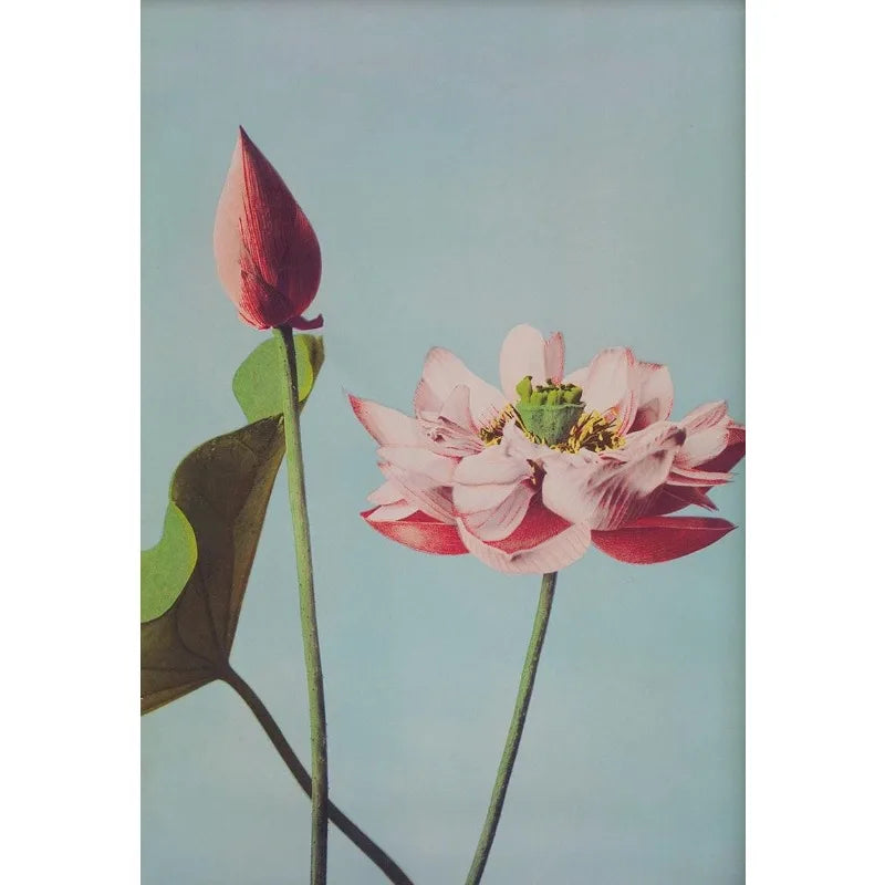 Retro Japanese Floral Illustration Poster Nature Botanical Flower Dahlia Sakura Azalea Canvas Painting Wall Art Room Home Dec Peaceful Pleasures Health and Wellness 7 20x30cm Unframed