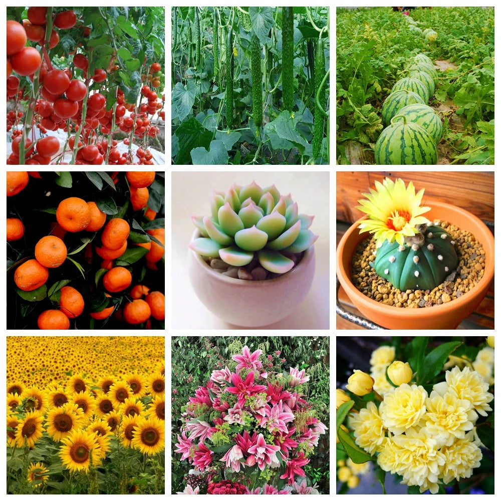 10 G Organic Fertilizer Mini Package Green General Purpose Safe And Pollution Free Use Flower Plant Food For Garden Bonsai Peaceful Pleasures Health and Wellness