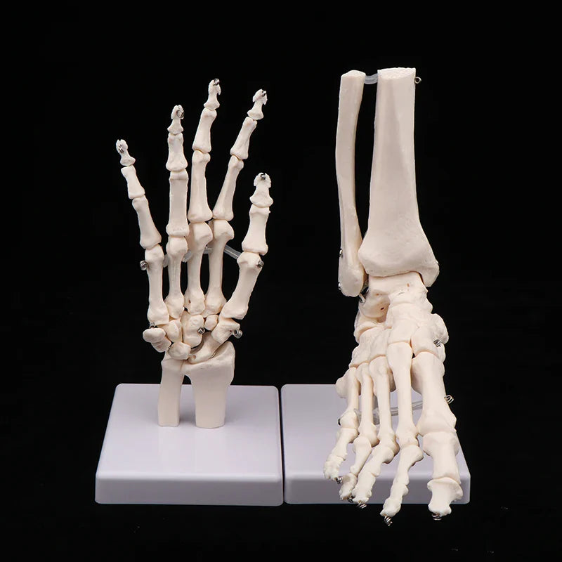 Anatomical Hand & Foot Skeleton Model – Movable Joints PVC