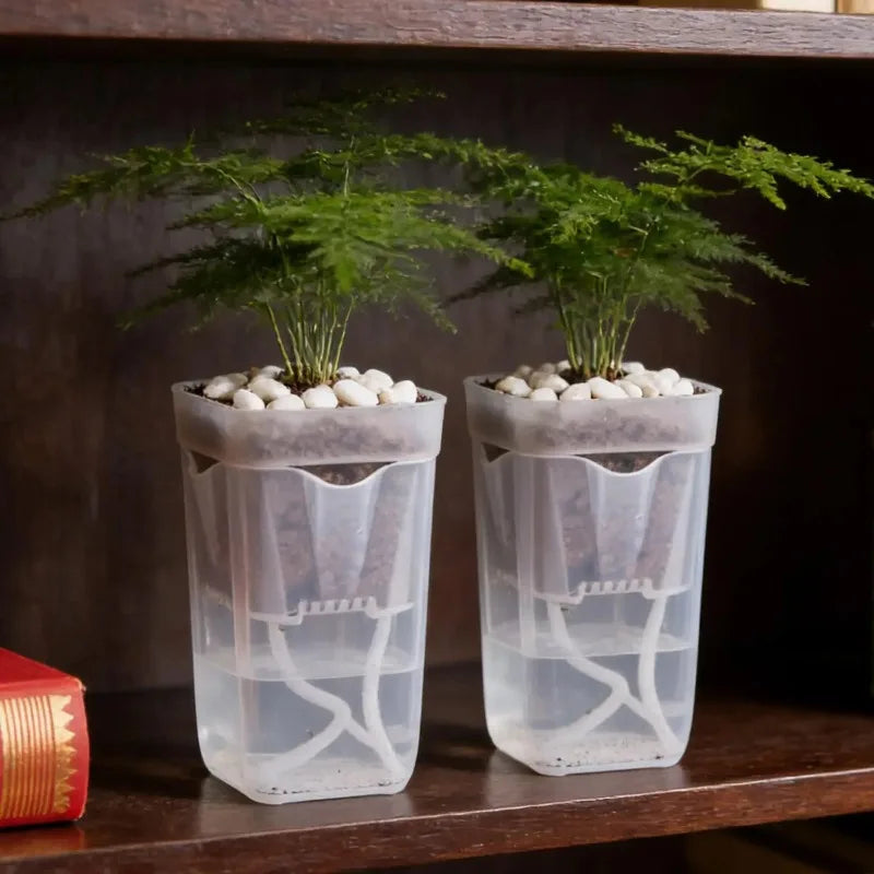 Transparent Self-Watering Plant Pot | Seedling Propagation Planter