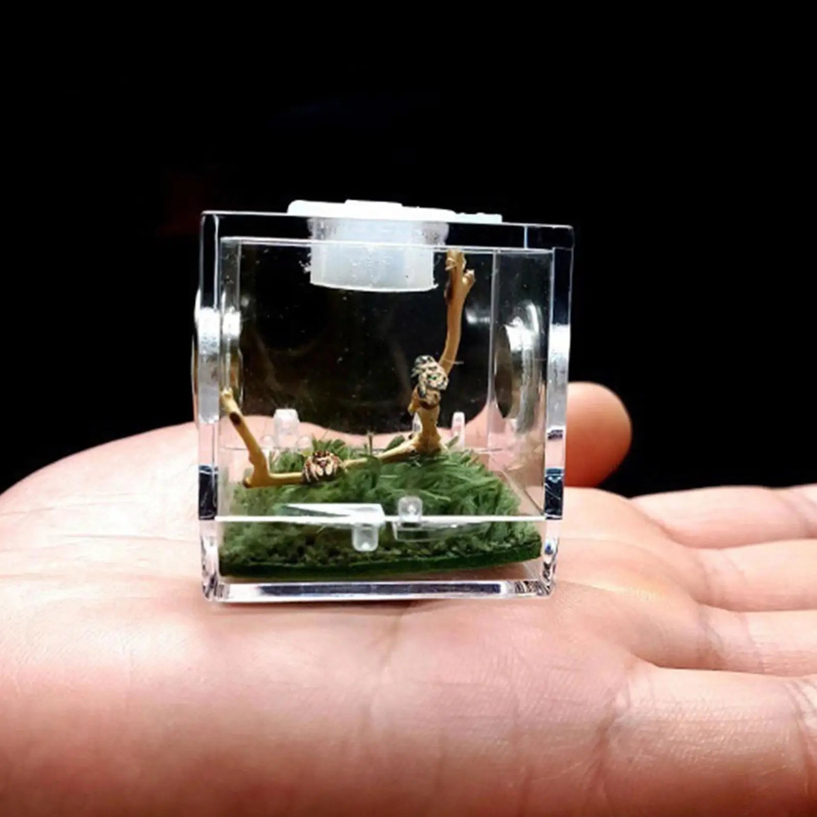 Small Reptile Feeding Box for Breeding and Feeding Insects Peaceful Pleasures Health and Wellness