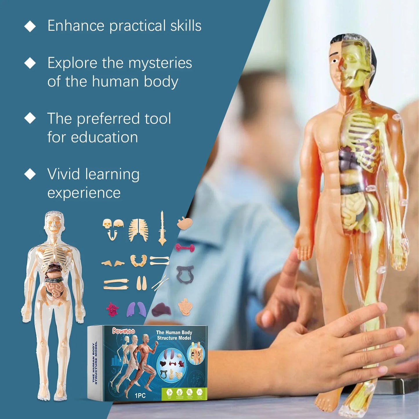 3D Human Body Anatomy Model – Detachable STEM Educational Toy
