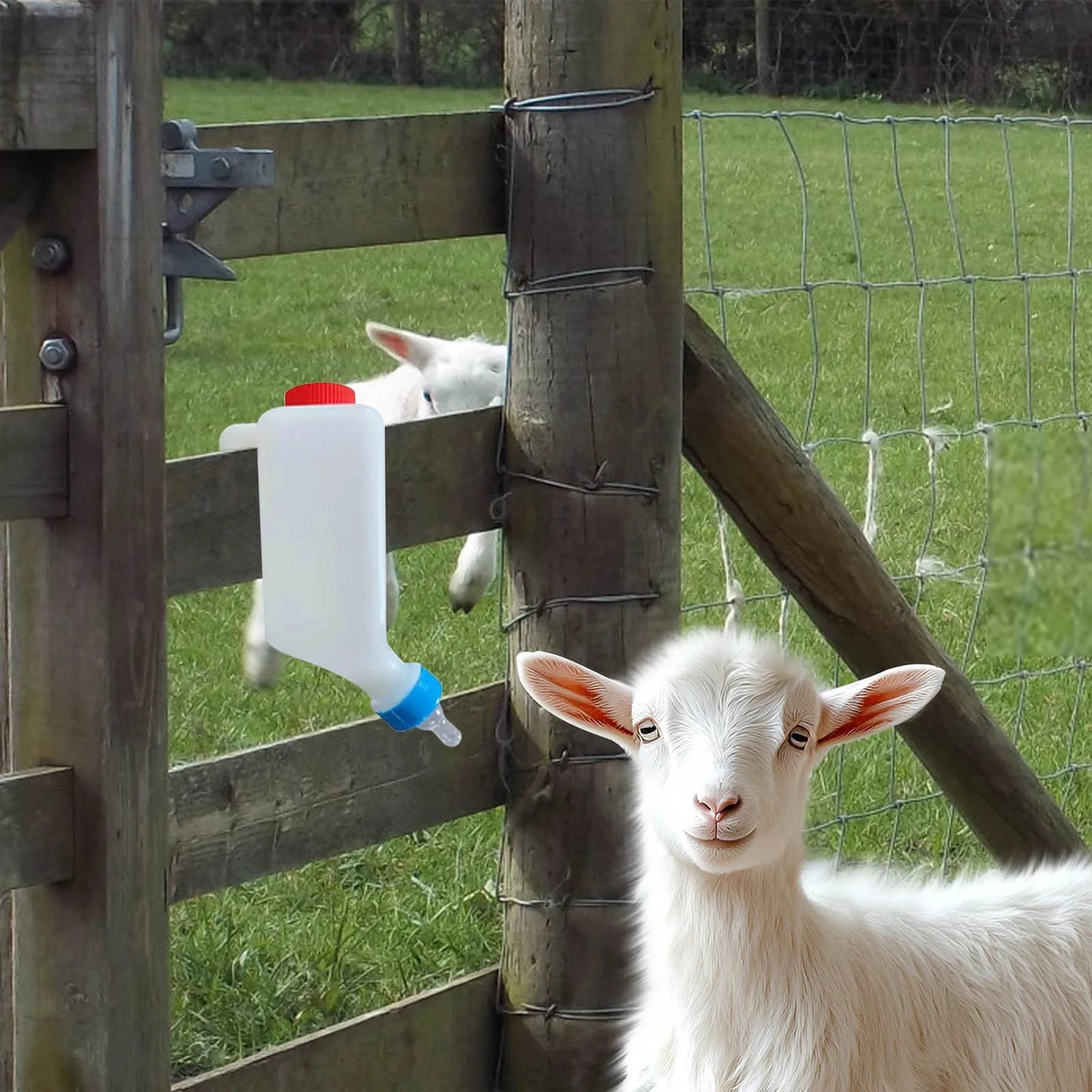 800ml Hanging Lamb & Calf Feeding Bottle with Scale – 2 Pack