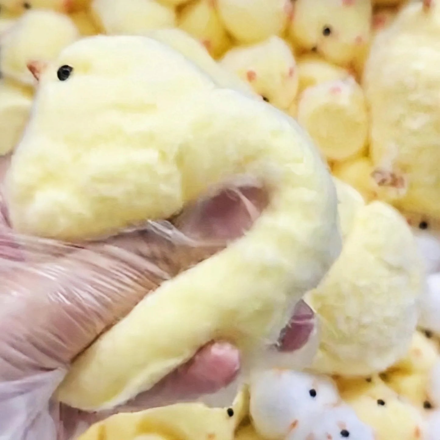 Handmade Squishy Chicken Fidget Toy – Soft Latex Squeeze Chick