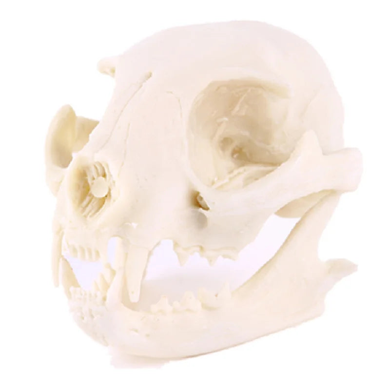 Realistic Cat Skull, Resin Skeleton Head Scale Model Decorations, 6.5 x 6.5 x 9cm Peaceful Pleasures Health and Wellness