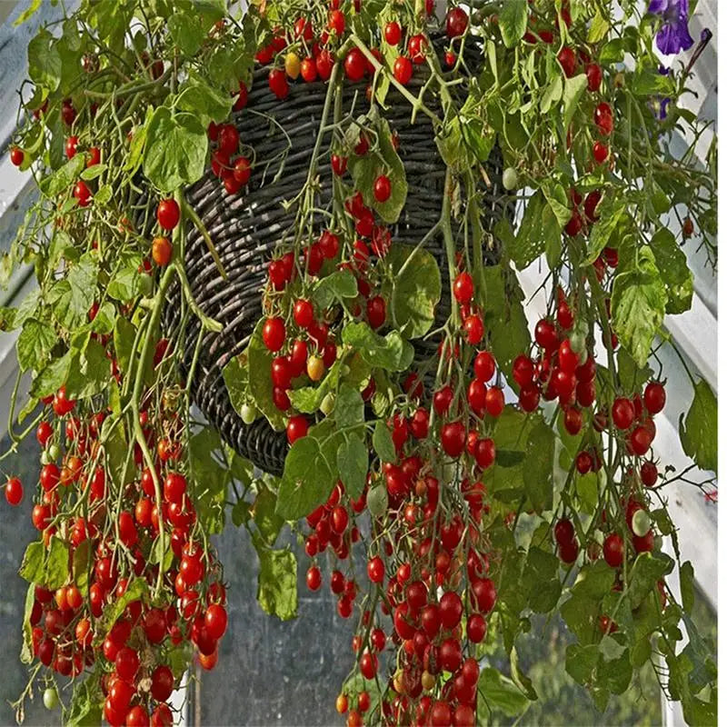 Felt Planter Basket Liners Set of 3 – Round Pre-Cut Garden Inserts