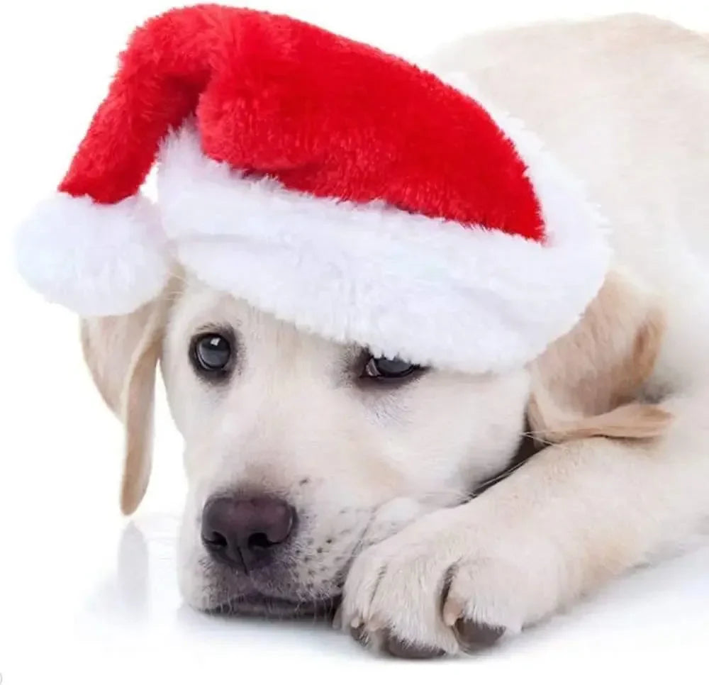 50 Pack Christmas Santa Hats for Dogs & Cats | Pet Costume