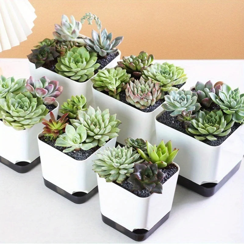 5-Pack Self Watering Planters | Drainage & Clear Reservoir