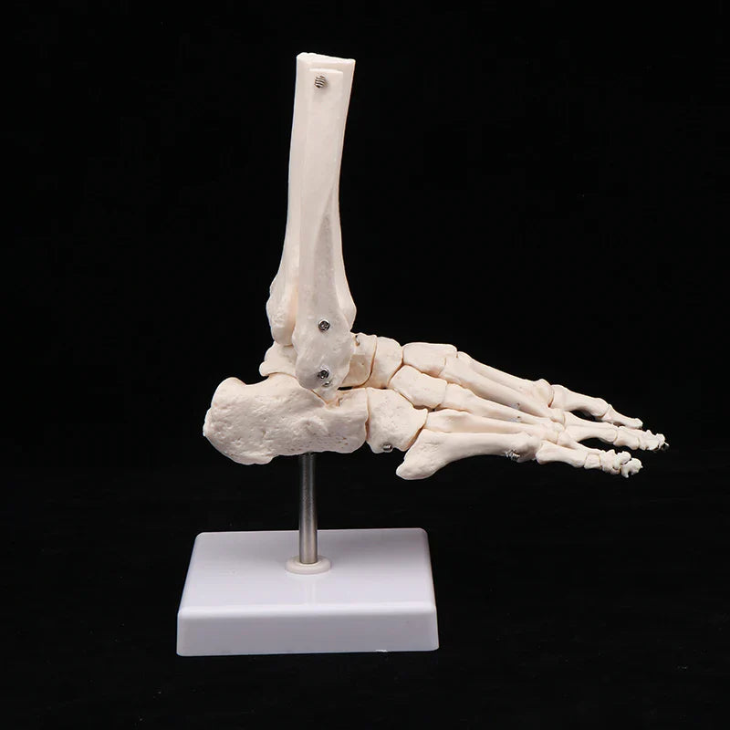 Anatomical Hand & Foot Skeleton Model – Movable Joints PVC