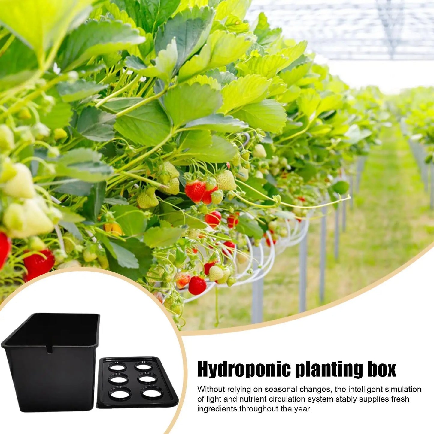 Indoor Hydroponic System 6-Holes Growing Box System Vegetables Planting Box For Vegetables Flowers Fruits Indoor Outdoor Garden Peaceful Pleasures Health and Wellness