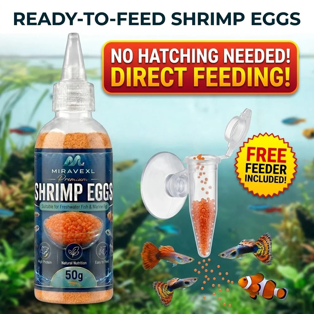 Decapsulated Brine Shrimp Eggs & Fish Fry Feeder Kit | 50g