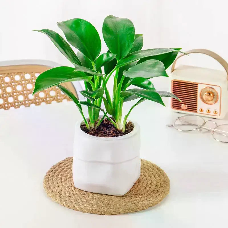 Mini Self-Watering Planter Pot | Fish Tank Vase Home Decor