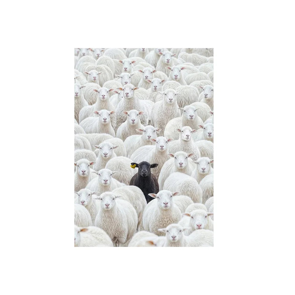 Black Sheep in Flock Wall Art Poster Black Pigeon in Pigeon Flock Canvas Art Prints Car in Flock Decor Picture Canvas Paintin Peaceful Pleasures Health and Wellness 5 40x50cm