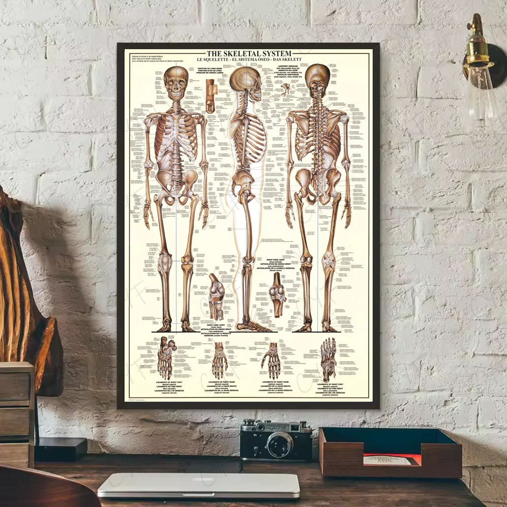Human Anatomy Muscle System Poster HD art sticky wall waterproof home living room bedroom bar aesthetic decoration Peaceful Pleasures Health and Wellness z2 21X30cmNoframe