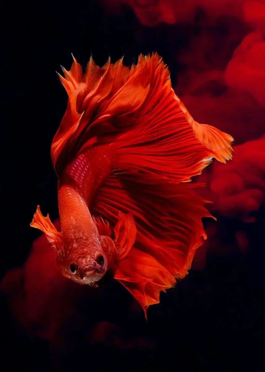Tropical Fish Canvas Wall Art | Betta Goldfish Rainbow Fish Print