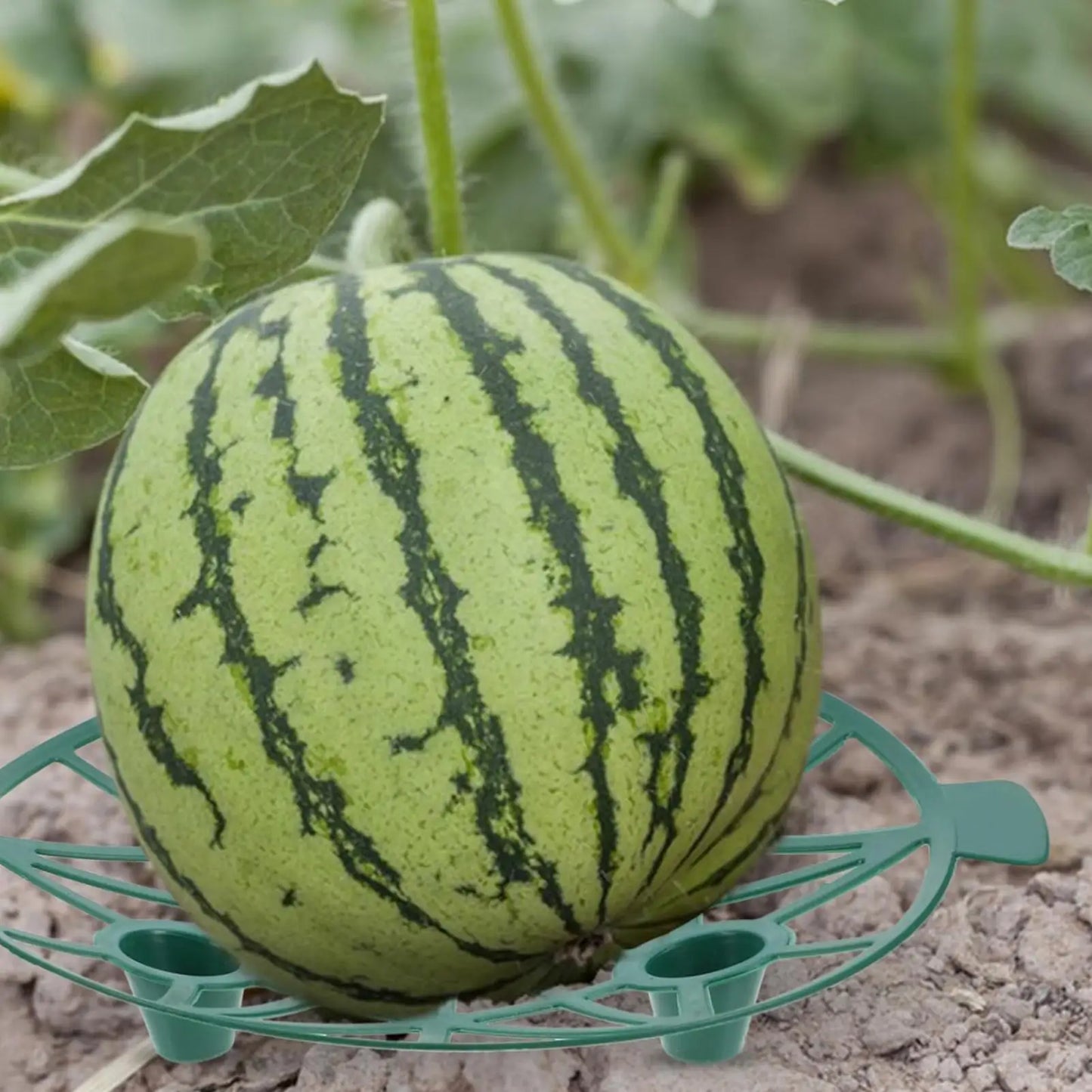 Watermelon Cradle Fruit Support Tray – Prevents Ground Rot