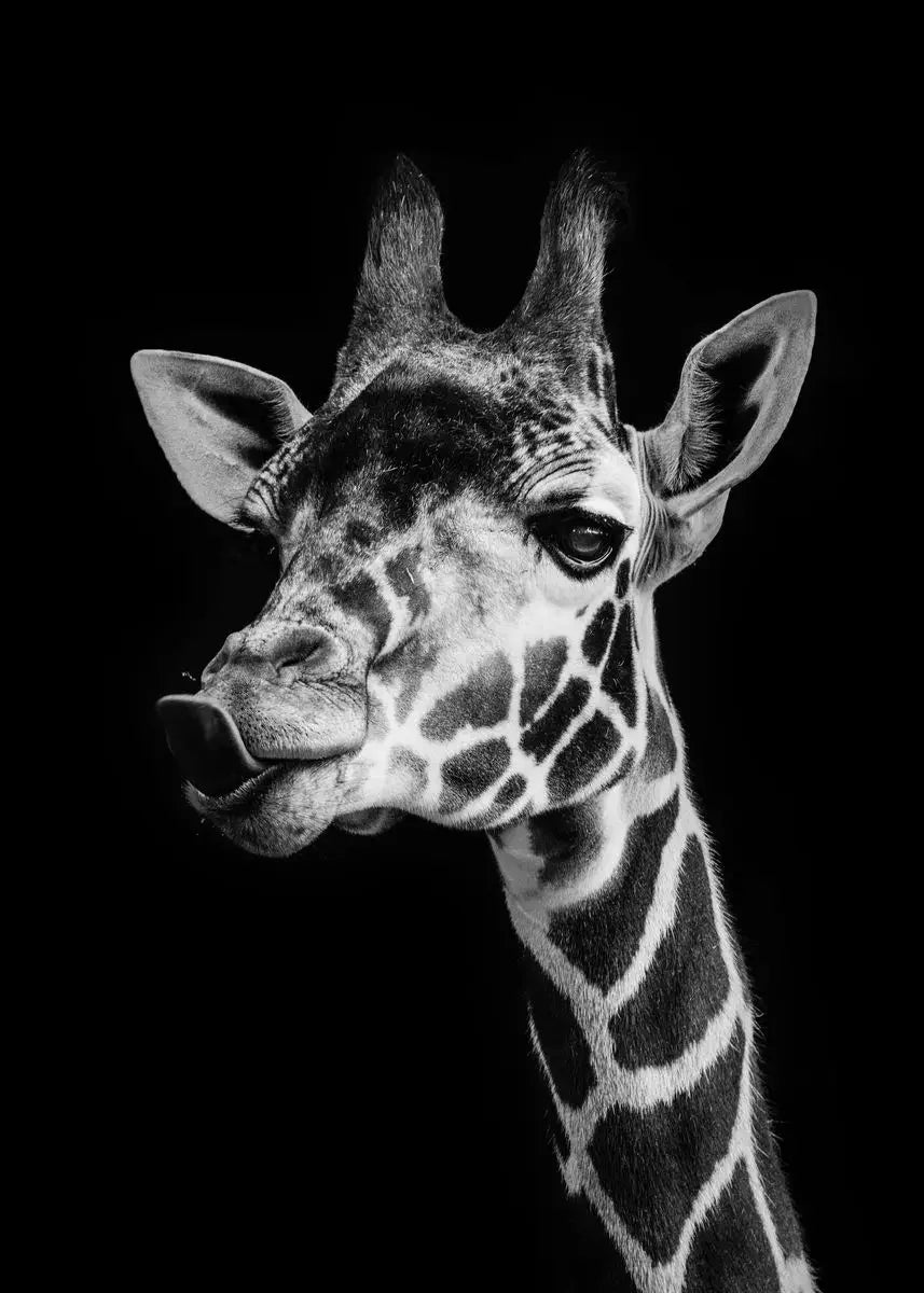 Black and White Animals Lions Family Elephant Giraffe Zebra Wall Poster Prints Canvas Painting Pictures for Kids Room Decor Peaceful Pleasures Health and Wellness
