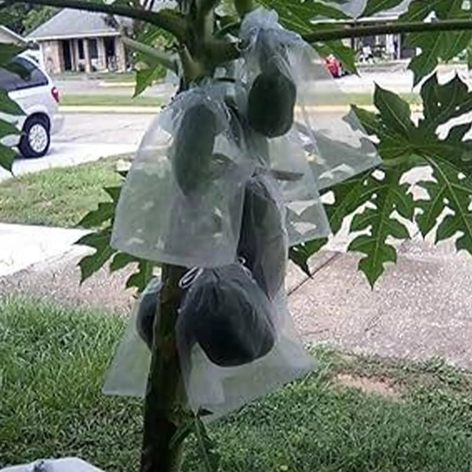 Fruit Net 100 Pieces Drawstring Breathable Reusable Fruit Trees Netting Bags For Grapes Tomato Strawberry Blueberry Vegetables Peaceful Pleasures Health and Wellness China Mainland