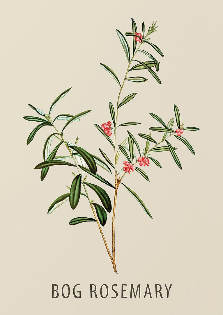 Vintage Botanical Herb & Flower Canvas Wall Art Poster Canvas Wall Art Peaceful Pleasures Health and Wellness DM117-7 40x50cm Unframed