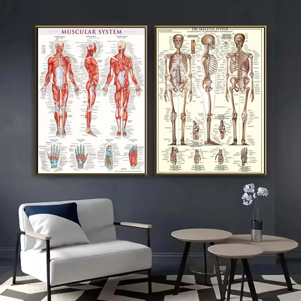 Human Anatomy Muscle System Poster HD art sticky wall waterproof home living room bedroom bar aesthetic decoration Peaceful Pleasures Health and Wellness