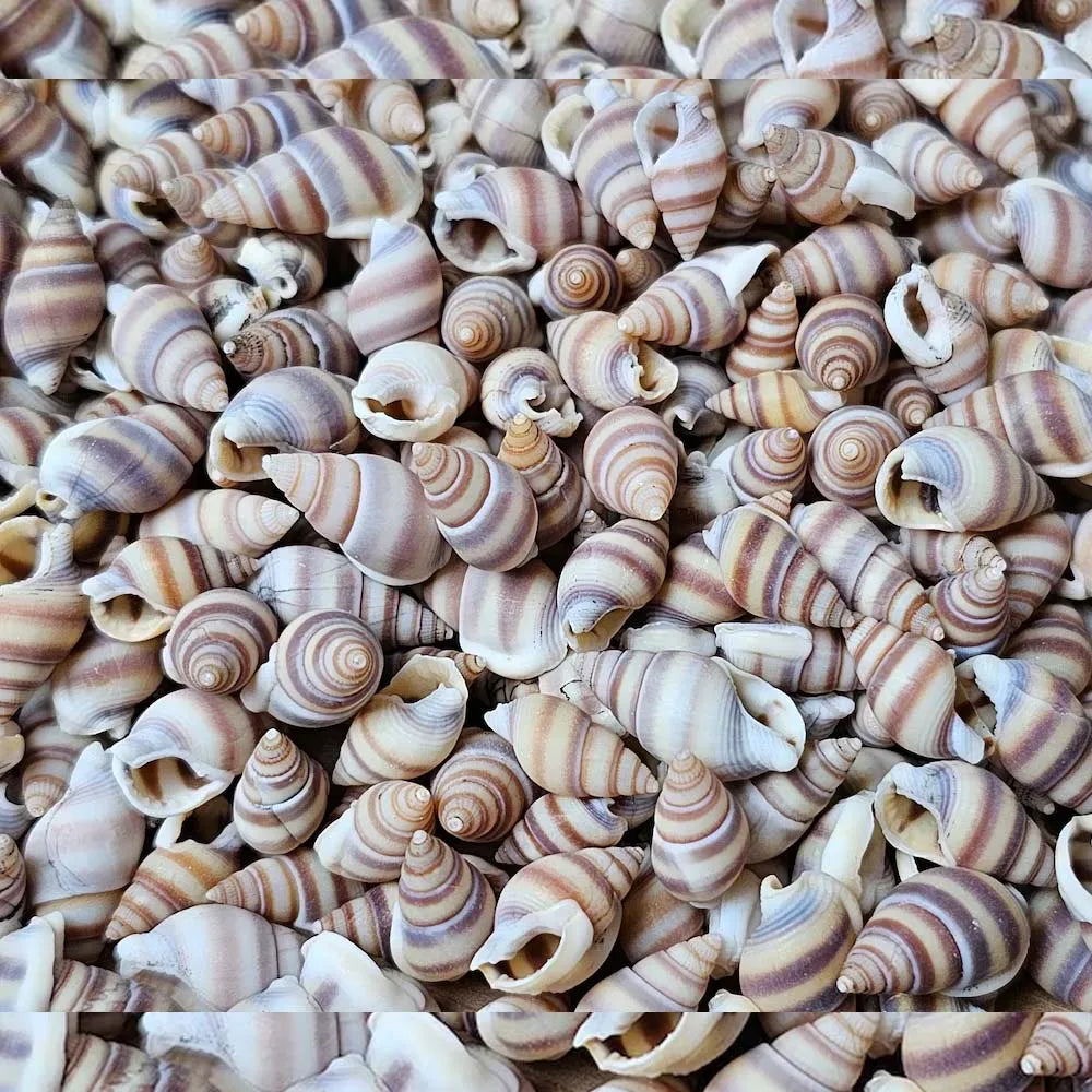 Mini Sea Shells Box – Tiny Beach Shells for Crafts & Décor