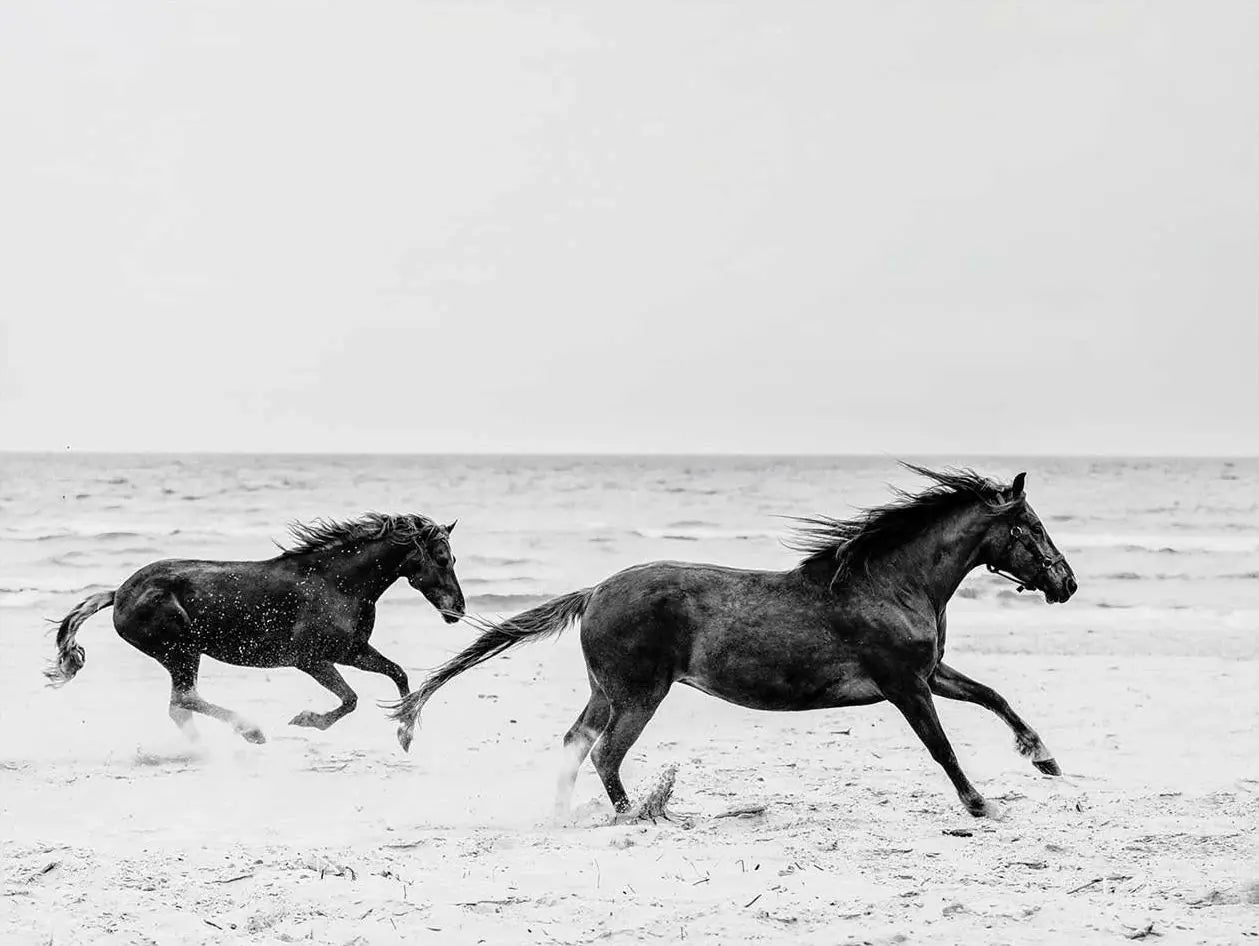 Black and White Horse Portrait Poster Print Canvas Painting Horses Running Animal Wall Picture for Farmhouse Room Home Decor Peaceful Pleasures Health and Wellness
