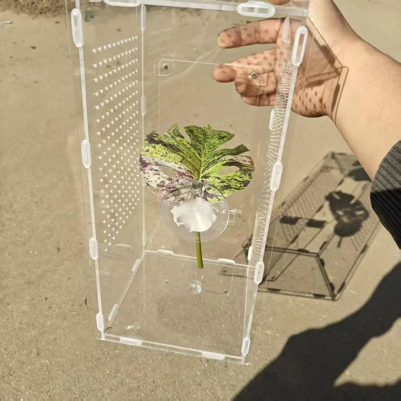 Jumping Spider Leaf Terrarium Decor with Suction Cup Mount
