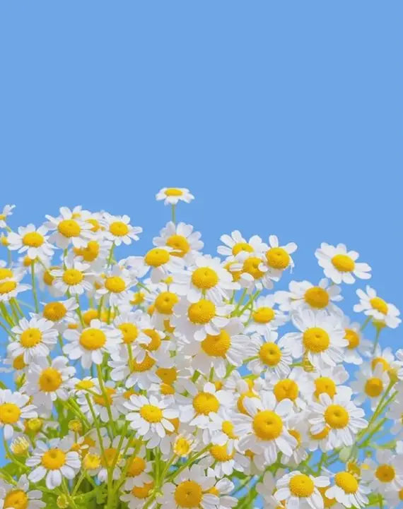 Fresh Floral Canvas Wall Art | Bedroom Home Decor Gift 60x75cm Canvas Wall Art Peaceful Pleasures Health and Wellness 1-5 40x50cm Unframed