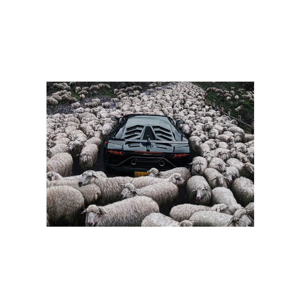 Black Sheep in Flock Wall Art Poster Black Pigeon in Pigeon Flock Canvas Art Prints Car in Flock Decor Picture Canvas Paintin Peaceful Pleasures Health and Wellness 2 20x30cm